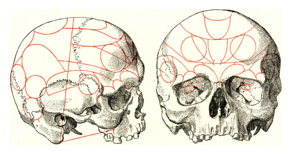 Illustration of phrenology skull 